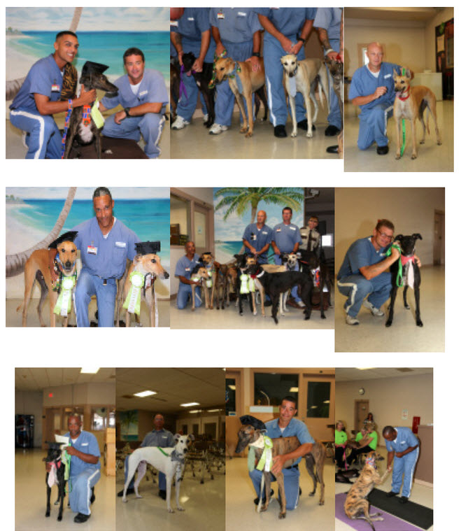 Prison Trained Greyhounds Bay Area Greyhound Adoption