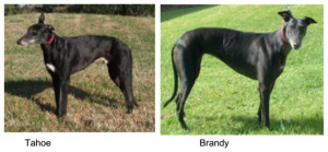 Adopt a Black Greyhound – Bay Area Greyhound Adoption