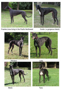 Adopt a Black Greyhound – Bay Area Greyhound Adoption