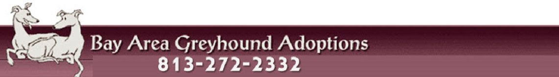 Bay Area Greyhound Adoption