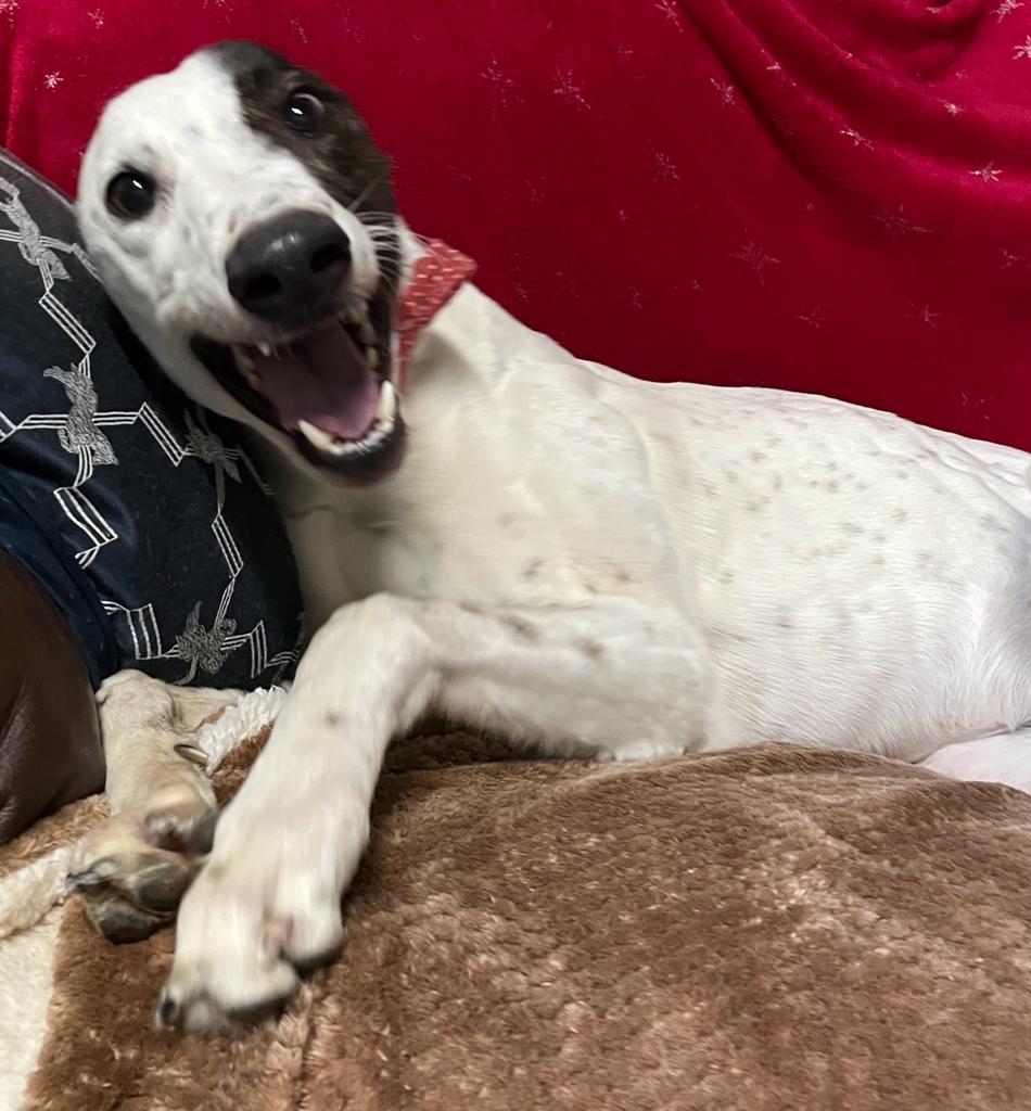 Kevin Homepage Greyhound